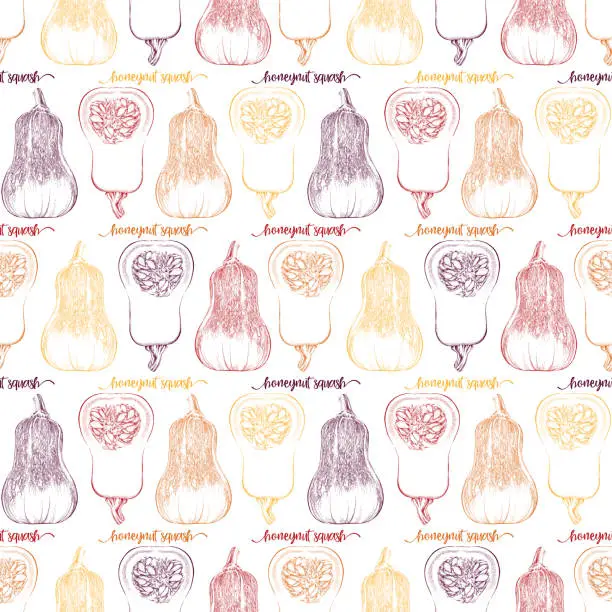 Vector illustration of Honeynut Butternut Squash Seamless Pattern Background. Vector Ink and Watercolor Drawing.