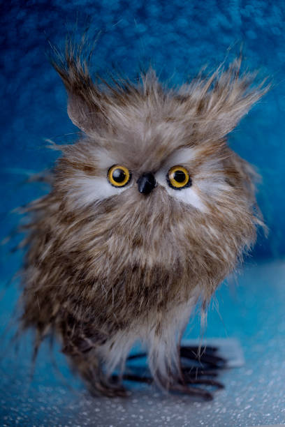 owl on a blue background, Christmas, winter