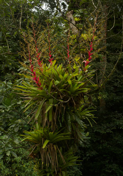 Vriesea is a genus of the botanical family Bromeliaceae, subfamily Tillandsioideae. Its species are widespread over Mexico, Central America, South America and the West Indies.Most Vriesea are epiphytes and grow soil-less on trees. they have no roots but have special hold fasts that do not take in any nutrients. All nutrients are taken in through the center \
