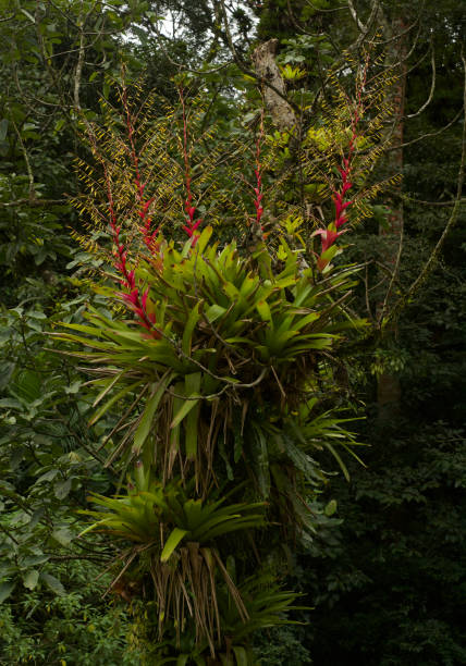 Bromeliad Vriesea philippocoburgii from Atlantic rainforest, Brazil stock photo