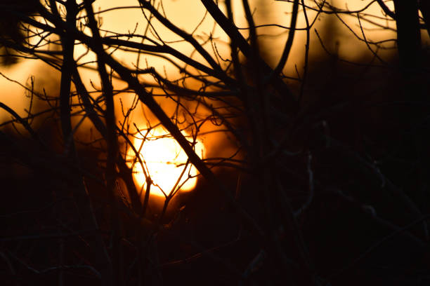 istock Morning Sunlight Through the Forest Trees Blurred Abstract 1190059003
