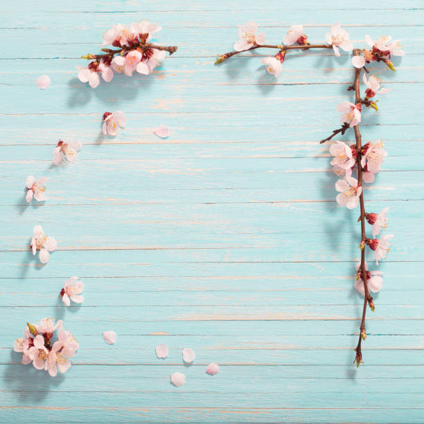 istock pink cherry flowers on wooden background 1190059430