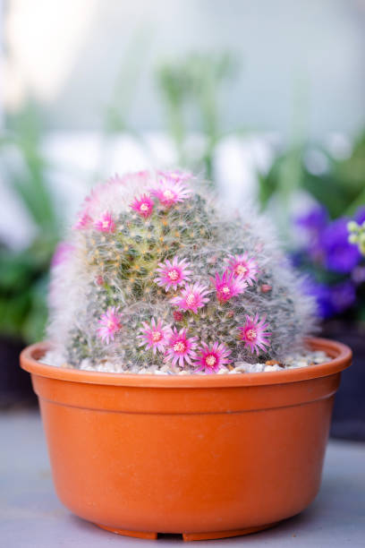 beautiful pink flower mammillaria (m.bocasana poseig) in pot - mammillaria cactus imagens e fotografias de stock