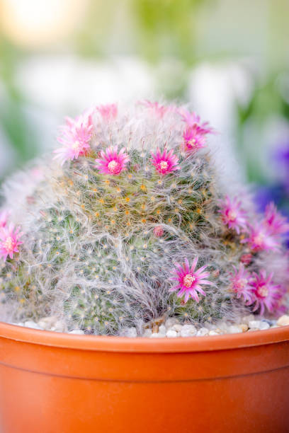 hermosa flor rosa mammillaria (m.bocasana poseig) en maceta - mammillaria cactus fotografías e imágenes de stock