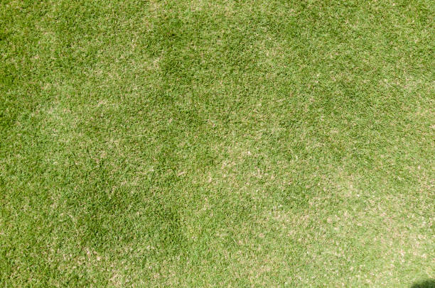 istock Green grass texture background, Green lawn, Grass texture, Park lawn texture. 1190061201