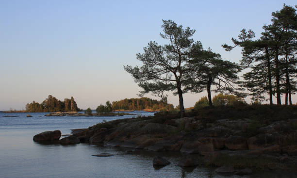 istock Old trees at the shore of Lake Vanern. 1190062558