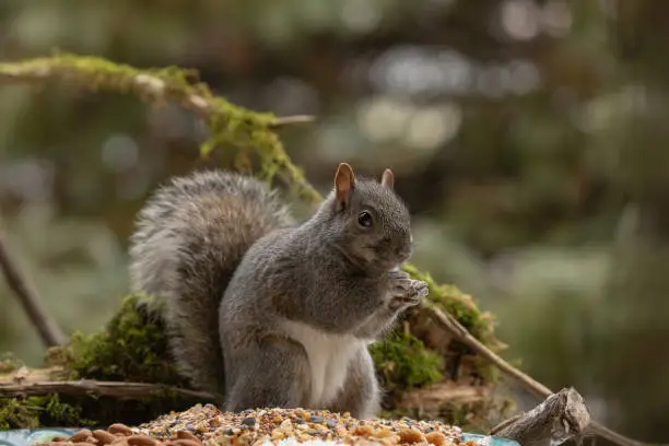 Photo of Eastern gray squirrel, known as the grey squirrel