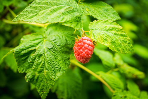 istock Branch with ripe raspberry in the garden 1190063649