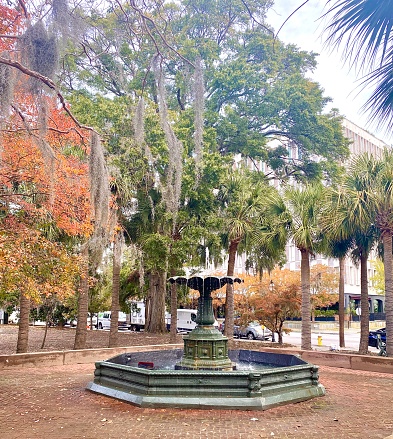 Fall in the park Charleston
