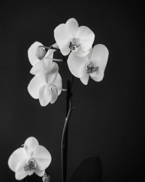 istock Still Life of an Orchid 1190064817