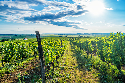 Stock photo of vineyard in the historic Tokaj wine region of Hungary, a Unesco World Heritage Site.