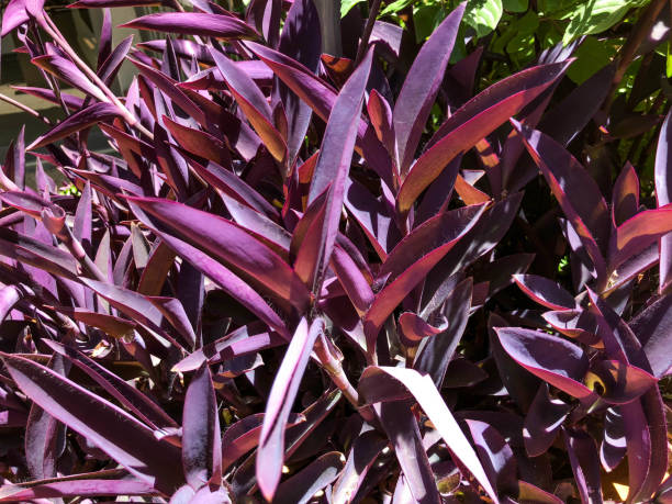 istock bright shrub leaves texture. Front view of the bush. Bright green texture 1190067128