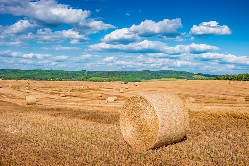 Stock photograph of round straw bales on field and cloudy blue sky.