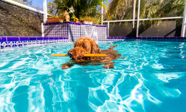 istock Goldendoodle swimming in pool 1190068397