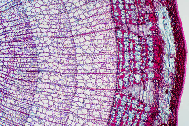 querschnitt - xylem ist eine art von gewebe in gefäßpflanzen, die wasser und einige nährstoffe transportiert. wissenschaftliche forschung. pflanzengewebe struktur. - histology stock-fotos und bilder