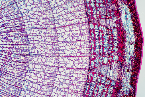 Cross section - Xylem is a type of tissue in vascular plants that transports water and some nutrients. Scientific research. Plant tissue Structure.