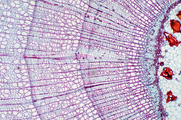 Cross section - Xylem is a type of tissue in vascular plants that transports water and some nutrients. Scientific research. Plant tissue Structure. Cross section - Xylem is a type of tissue in vascular plants that transports water and some nutrients. Scientific research. Plant tissue Structure. cambium photos stock pictures, royalty-free photos & images