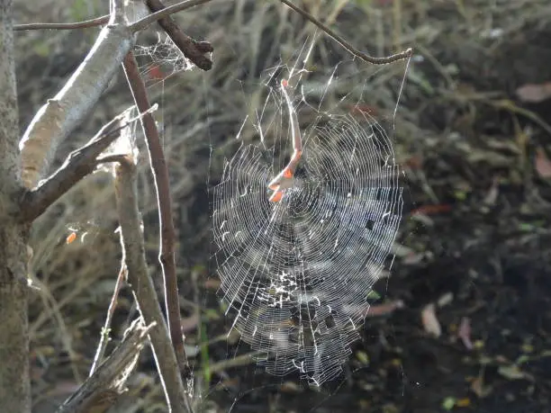 Spider web shining in the sun