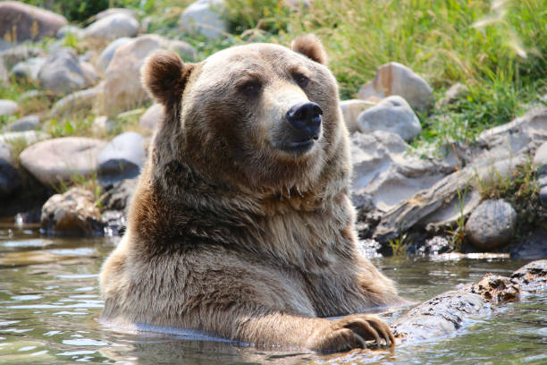 istock Grizzly bear playful closeup 1190071095