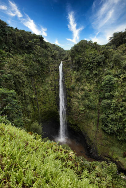 istock Scenic Akaka falls in Hawaii 1190071117