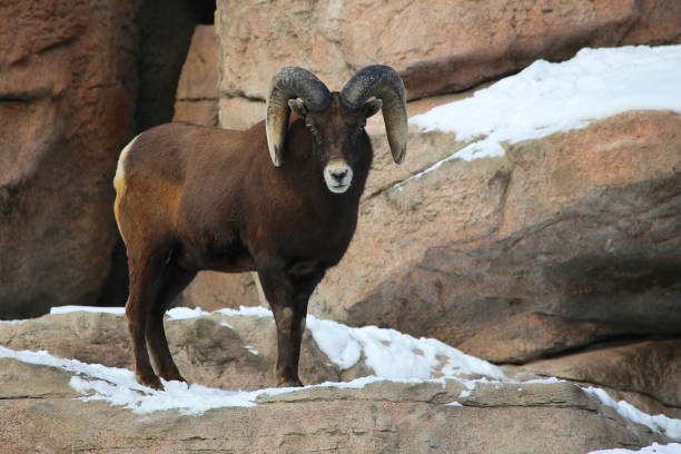istock Rocky Mountain Big Horn sheep ram 1190071134