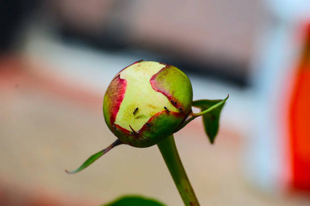 Ants on flower bud