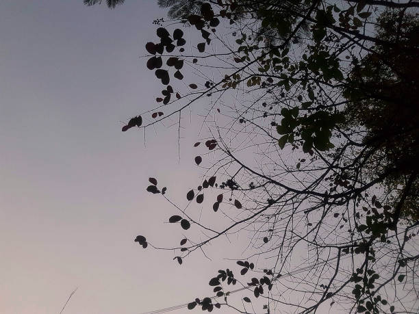Silhouettes , tree branches , sunrise