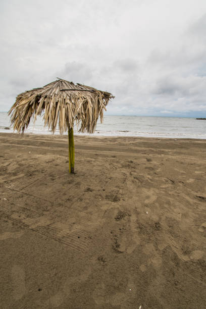 istock palm umbrella in the beach vertical format 1190072958