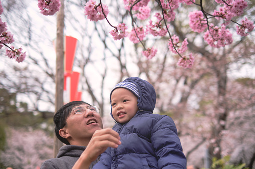 Happy family having fun outdoors, Asian father holding his cute little 2 - 3 years old toddler boy son in blossom spring public garden sightseeing sakura or cherry blossom in Tokyo, Japan - Warm tone