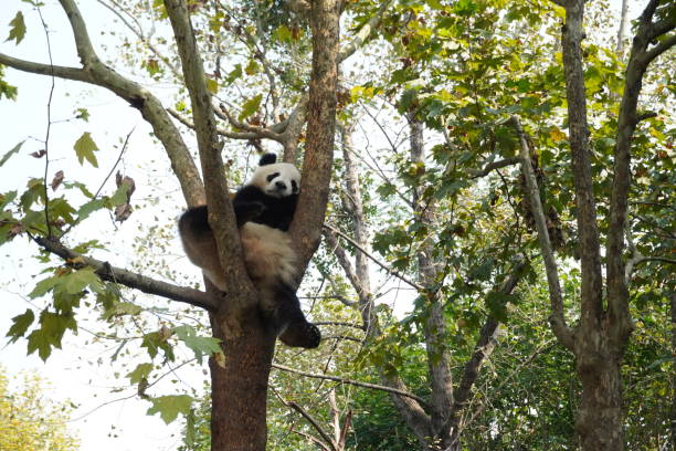 istock Panda resting on the tree at the park. 1190074062