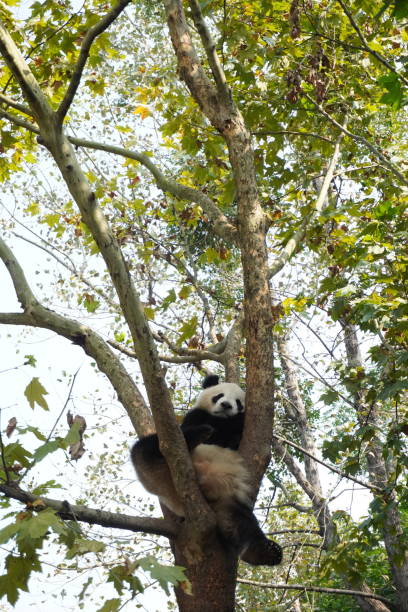 istock Panda resting on the tree at the park. 1190074065