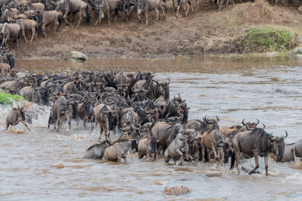 istock Mara River Crossing - Wildebeest migraton 1190075976