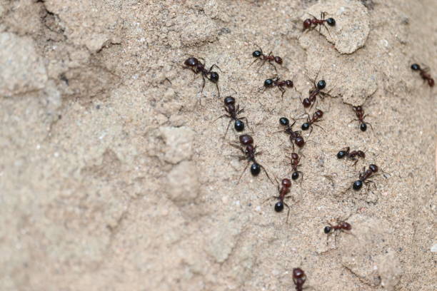 plusieurs fourmis suivant un chemin de fourmi, l'un d'eux portant un morceau d'oreille d'herbe - wood ant photos et images de collection