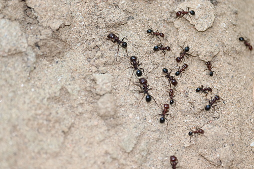 Several ants following an ant pathway, one of them carrying a piece of grass-ear