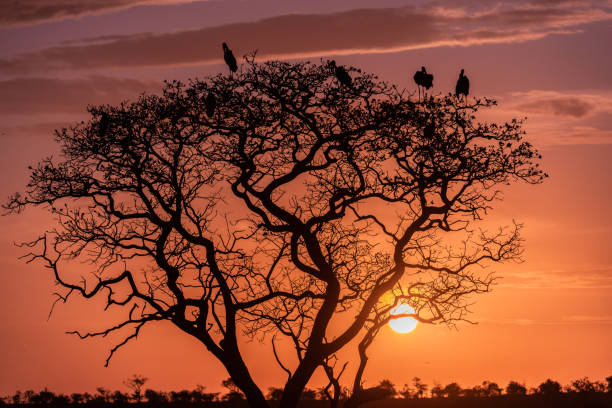 Sunset and sunrise in Tsavo East National Park Tsavo West and Amboseli