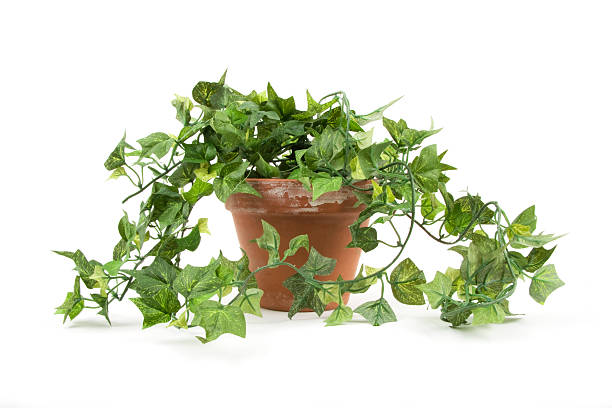 Plant in flower pot stock photo