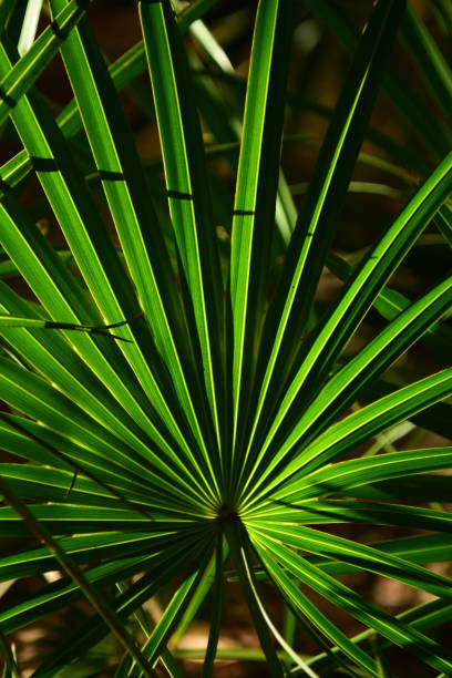 alternando vibrante verde y sombra en la fronda de saw palmetto retroiluminada - florida palm tree sky saw palmetto fotografías e imágenes de stock