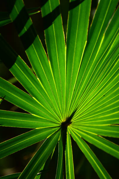 sierra palmetto frond retroiluminado en la luz del sol con sombras en la parte superior izquierda - florida palm tree sky saw palmetto fotografías e imágenes de stock