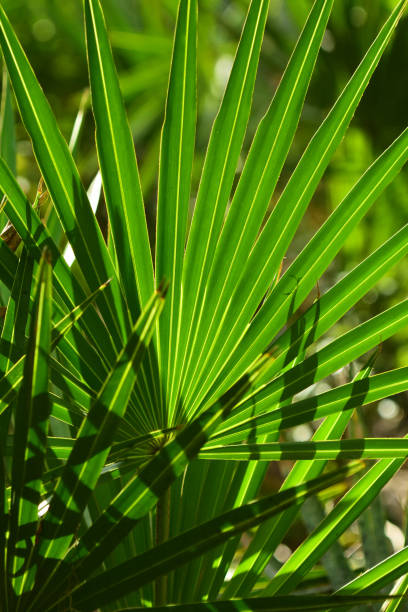 sierra palmetto fronda con los dedos de otra fronda en la esquina del marco - florida palm tree sky saw palmetto fotografías e imágenes de stock