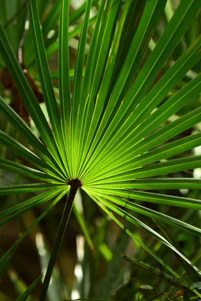 primer plano de la propagación de la sierra palmetto fronda con el centro brillante - florida palm tree sky saw palmetto fotografías e imágenes de stock