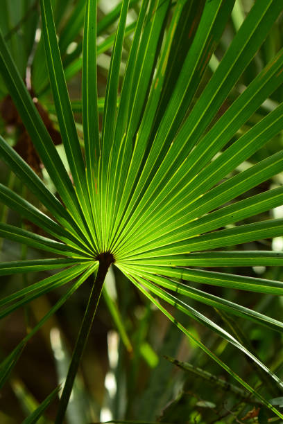 close-up de espalhar saw palmetto frond com centro brilhante - florida palm tree sky saw palmetto - fotografias e filmes do acervo