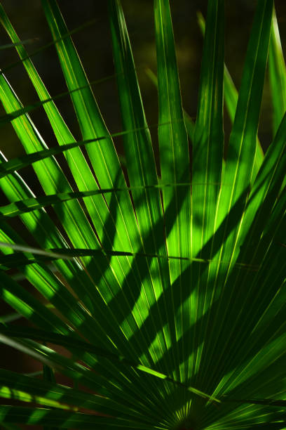 close-up of spreading saw palmetto frond with dark pointy shadows across leaf - florida palm tree sky saw palmetto imagens e fotografias de stock