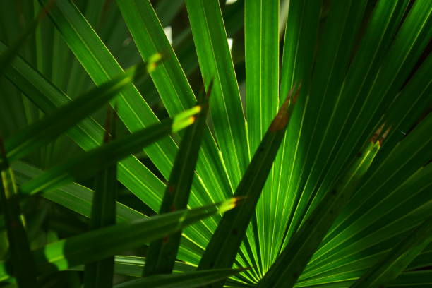 istock Spreading upright backlit Saw palmetto frond with others layered in shadow 1190083978