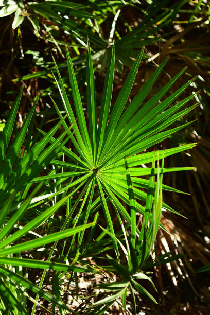 istock Saw palmetto fronds in sunlight 1190084109