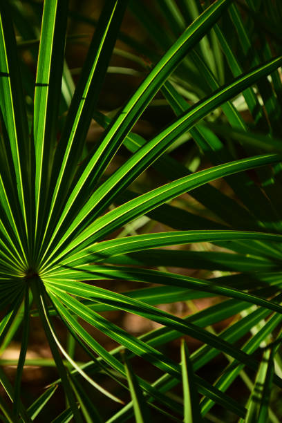 alternando verde vibrante y sombra en hoja de palmetto de sierra retroiluminada - florida palm tree sky saw palmetto fotografías e imágenes de stock
