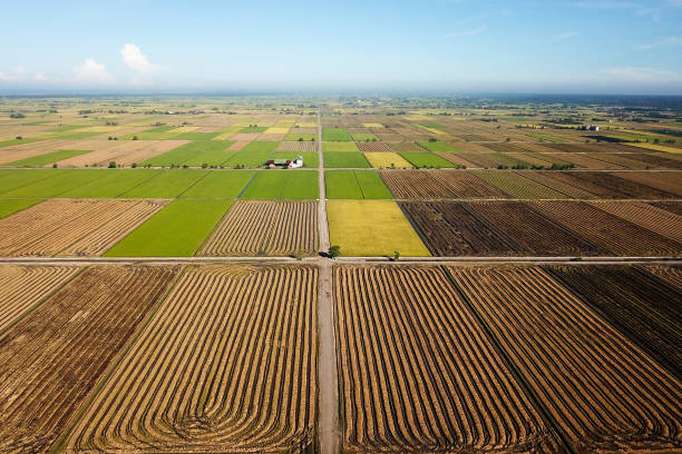 istock Agriculture: Paddy Field in Selangor, Malaysia 1190084272