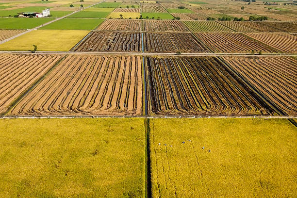 A drone view on paddy field in Selangor, Malaysia.