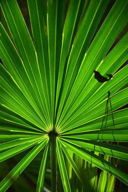 sierra palmetto frond retroiluminado en la luz del sol con hoja de roble atrapado y aguja de pino - florida palm tree sky saw palmetto fotografías e imágenes de stock