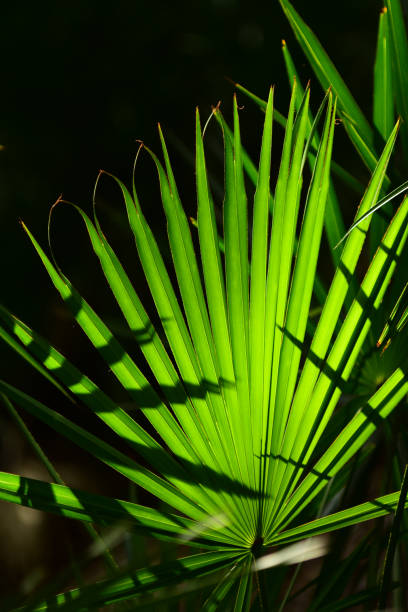 backlit saw palmetto frond with fingertips splitting and touching - florida palm tree sky saw palmetto imagens e fotografias de stock