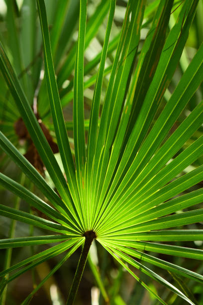 close-up de espalhar saw palmetto frond com centro iluminado brilhante - florida palm tree sky saw palmetto - fotografias e filmes do acervo